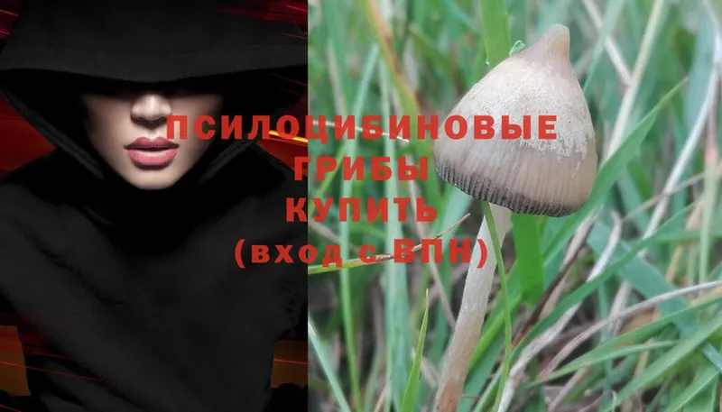 Галлюциногенные грибы Psilocybine cubensis  darknet наркотические препараты  Электрогорск  дарнет шоп  OMG как зайти 