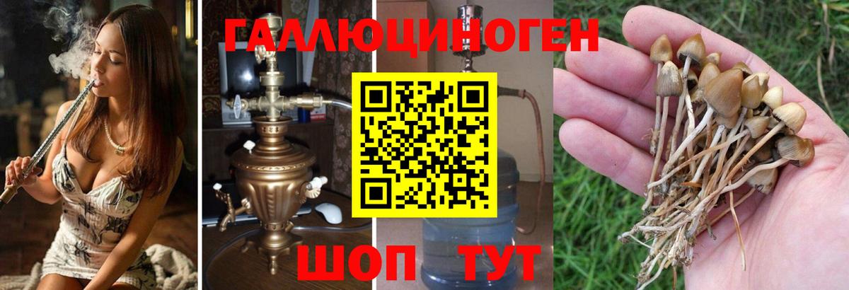 Псилоцибиновые грибы MAGIC MUSHROOMS  Вход с VPN  Электрогорск 